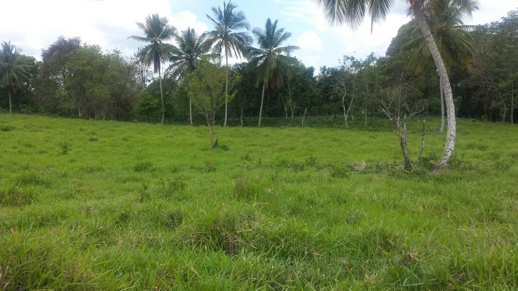 Cattle Farm - Image 2