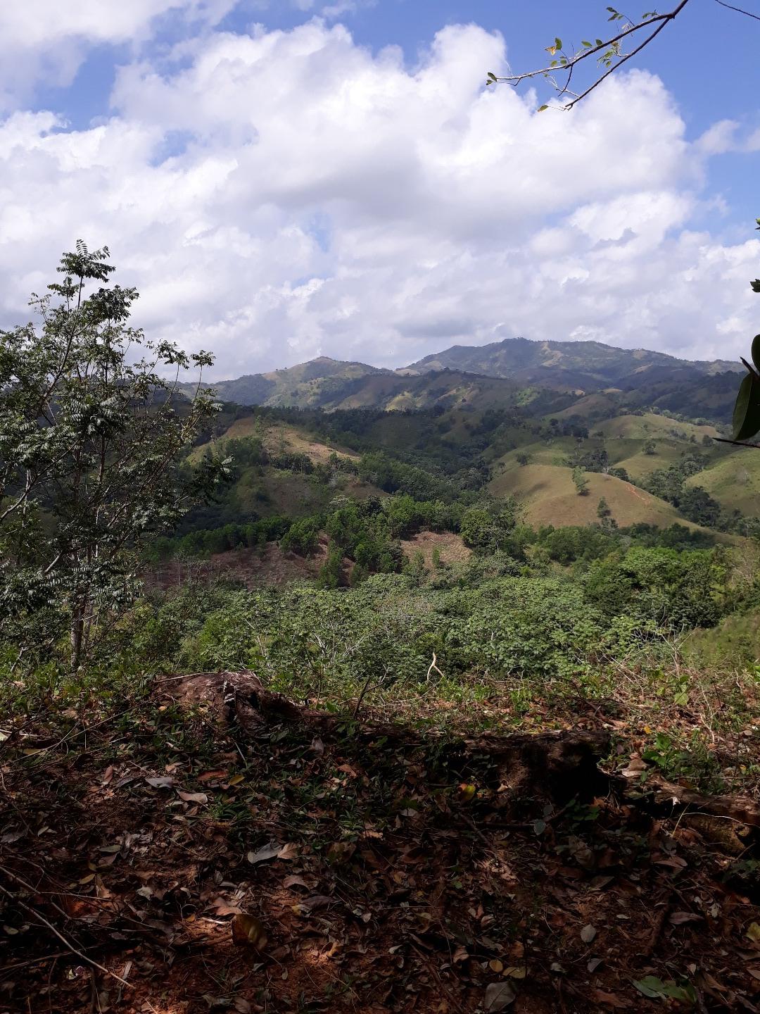 Former Cocoa And Coffee Farm - Image 2