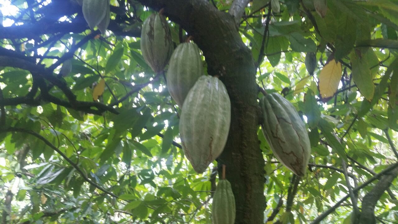 Former Cocoa And Coffee Farm - Image 4