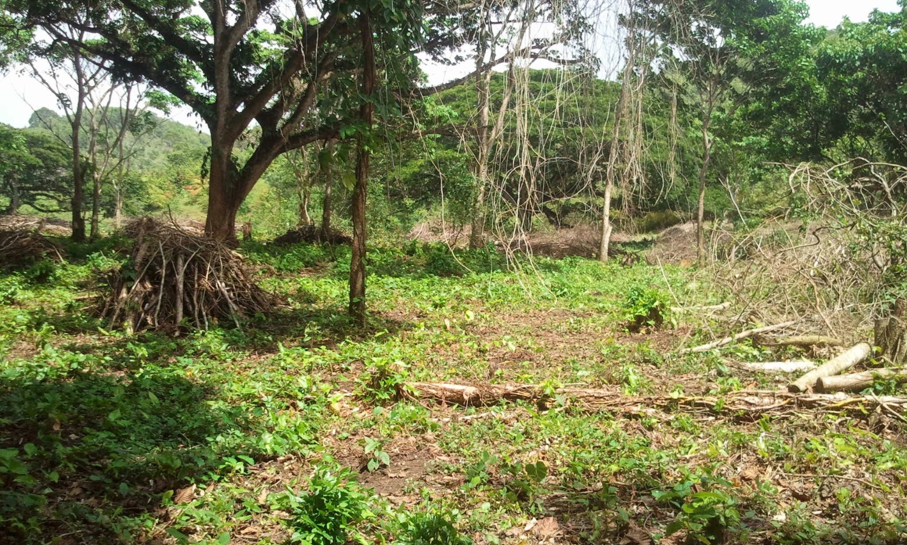Young Cocoa Plantation With Mahoganny And Oak Trees - Image 2