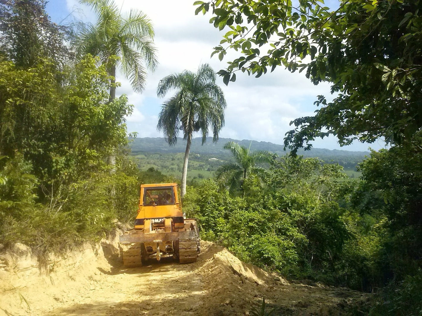 Young Cocoa Plantation With Mahoganny And Oak Trees - Image 4