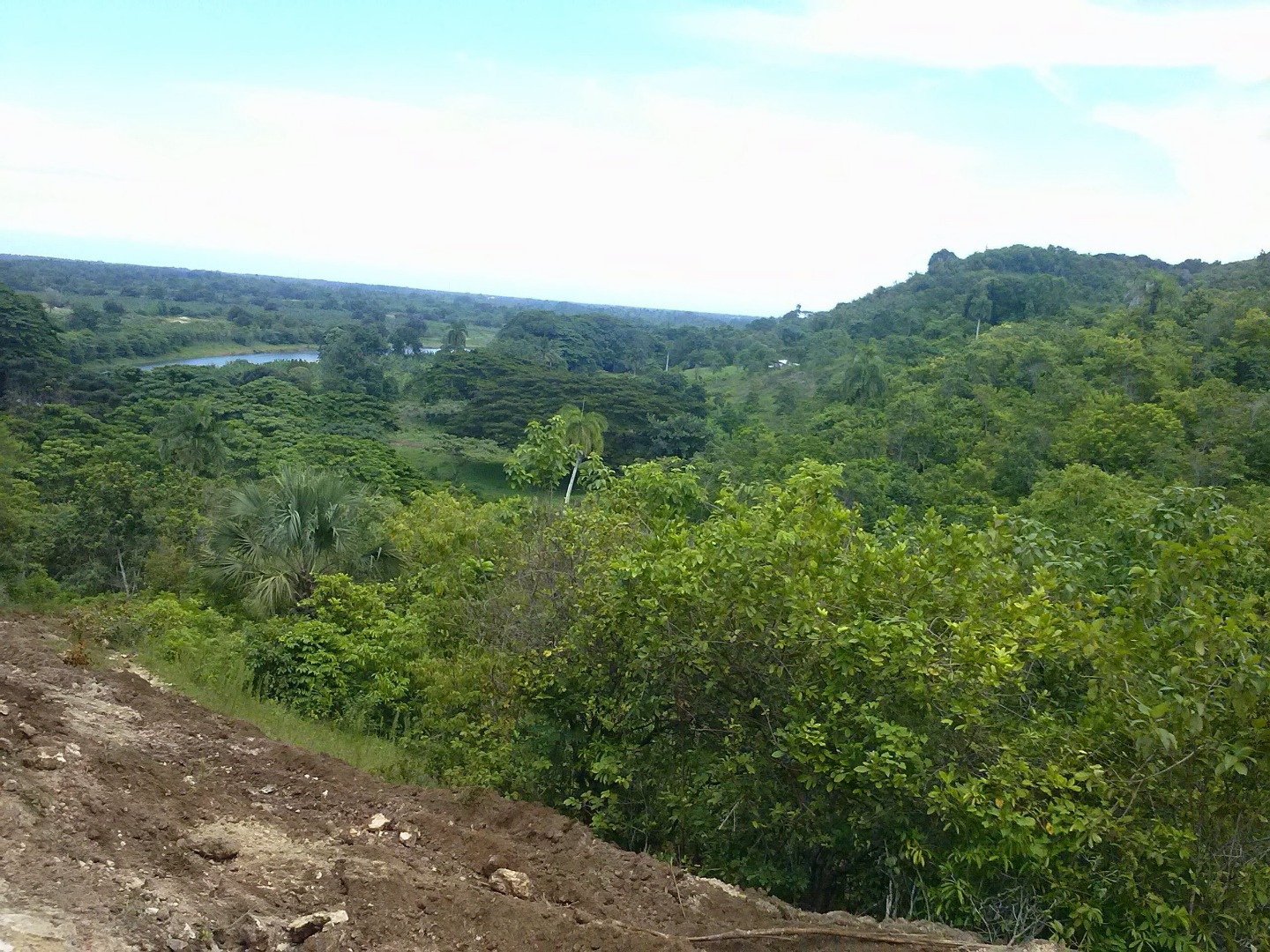 Young Cocoa Plantation With Mahoganny And Oak Trees - Image 5