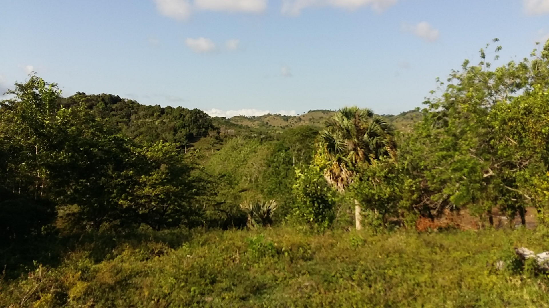 Cattle Farming - Image 2