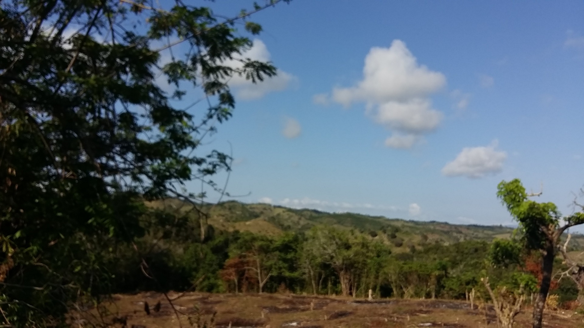 Cattle Farming - Image 3