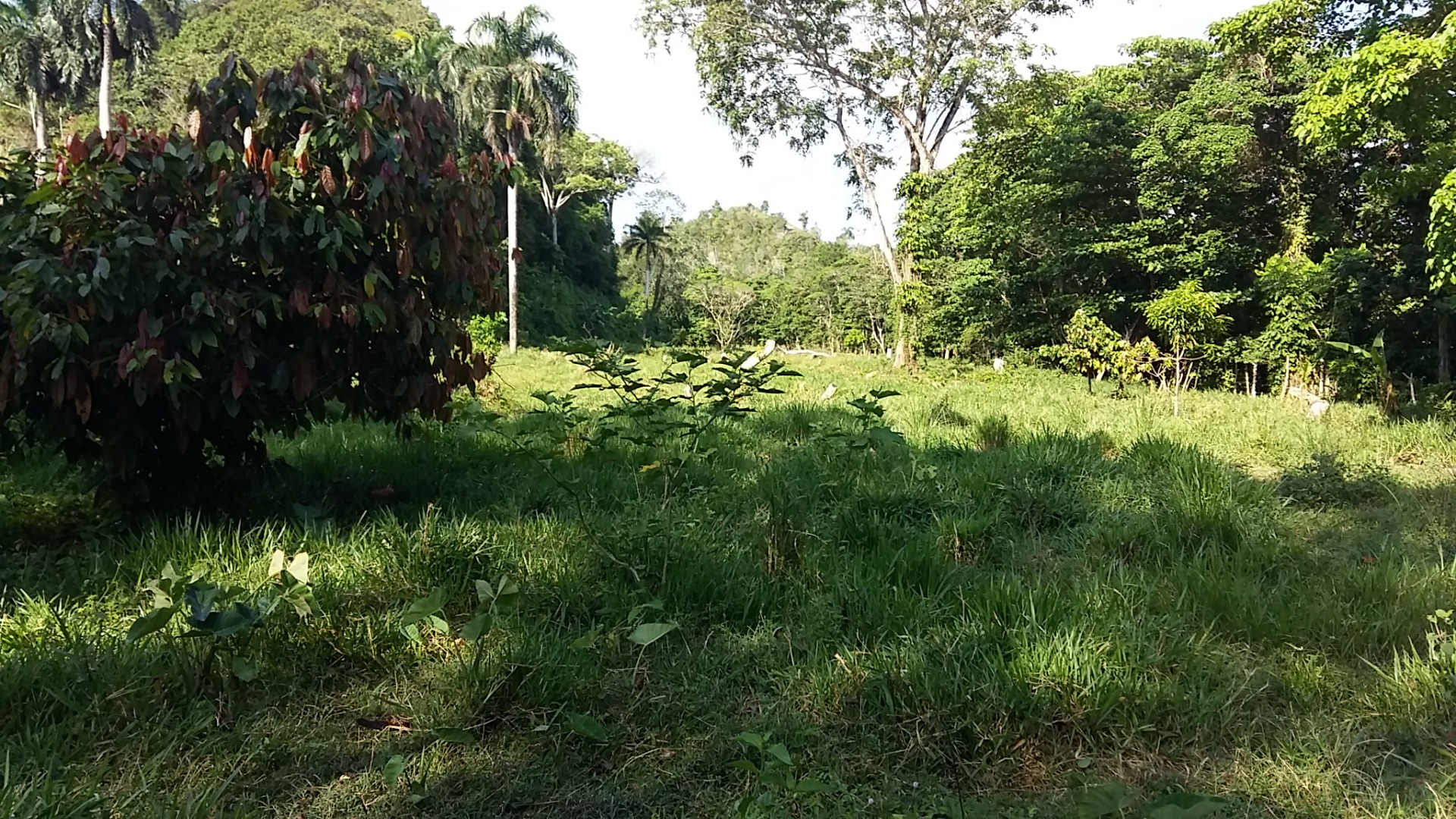 Cattle Farming - Image 5