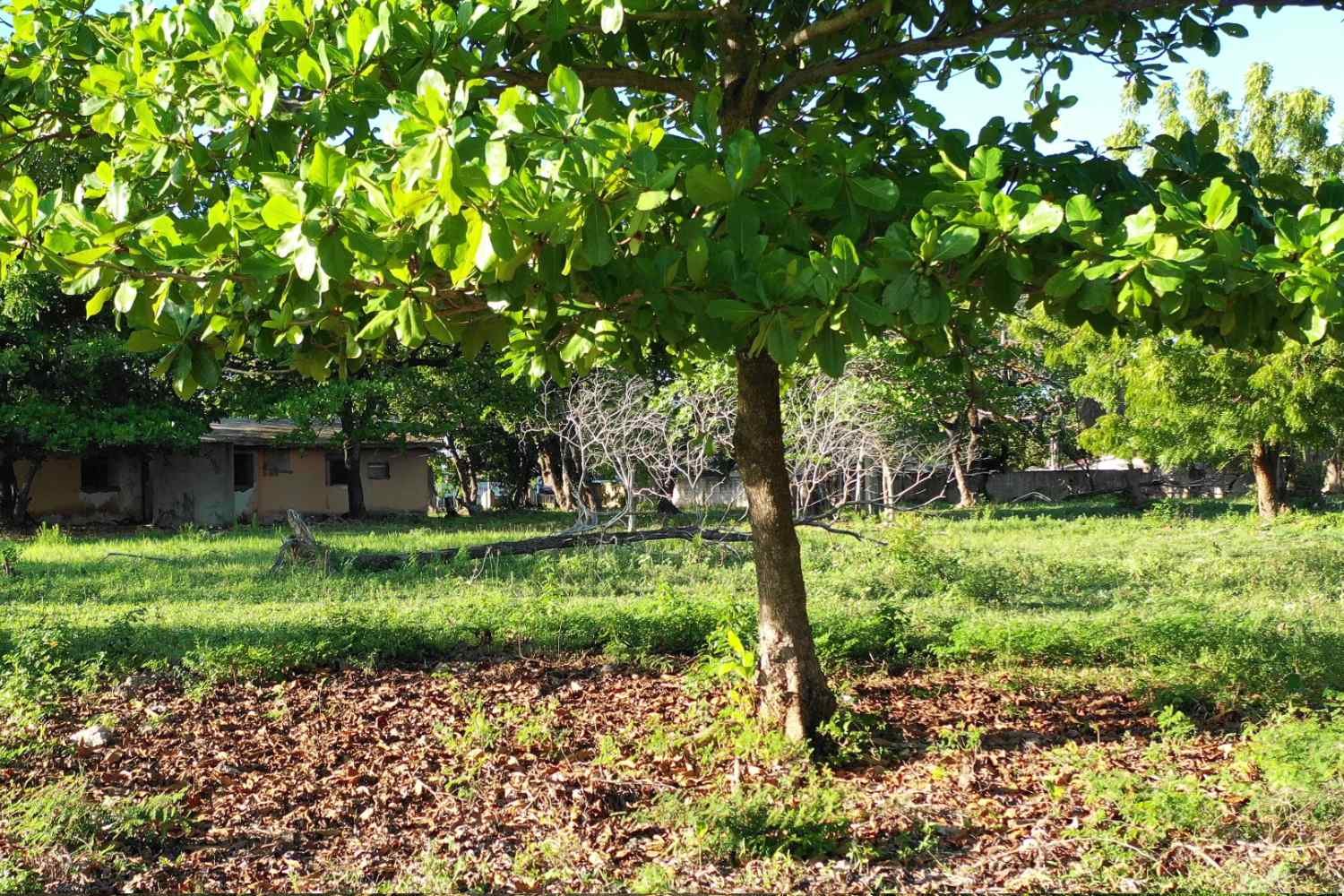 Prime Development Land, Sosúa Center - Image 3